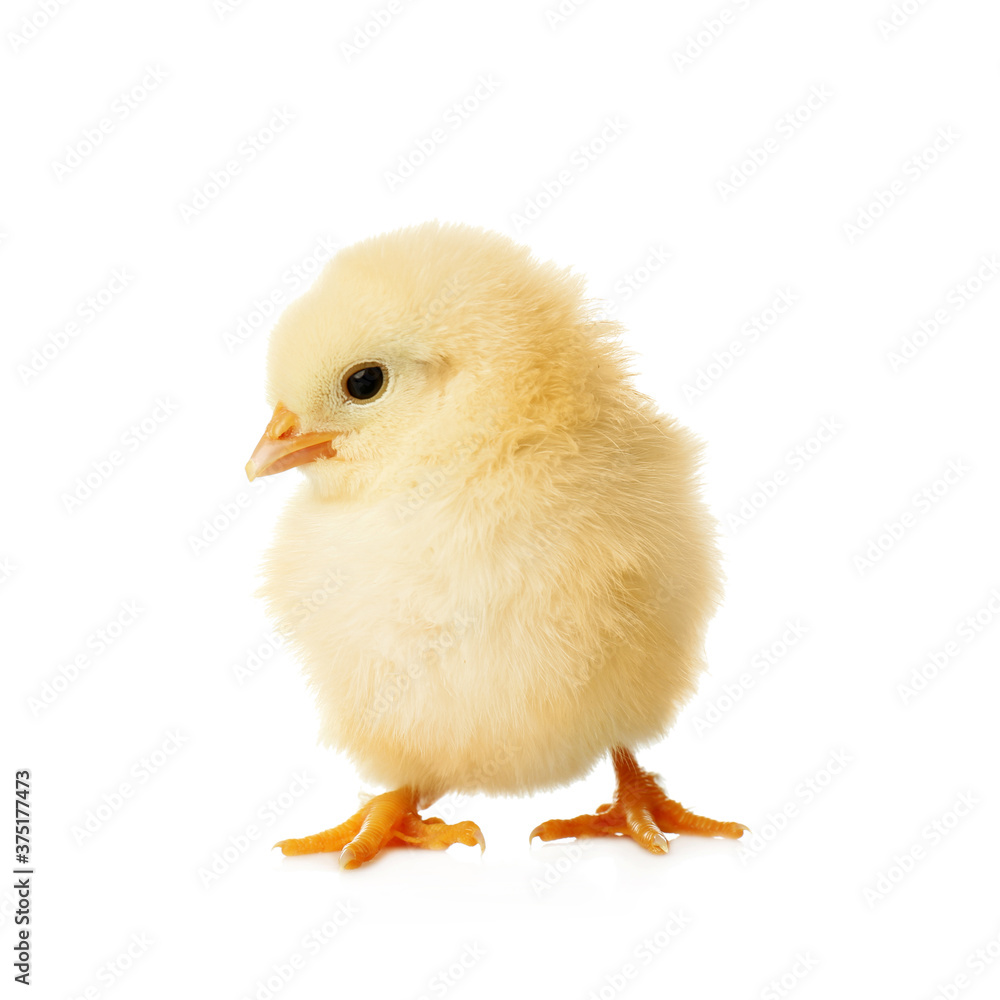 Cute fluffy baby chicken on white background. Farm animal