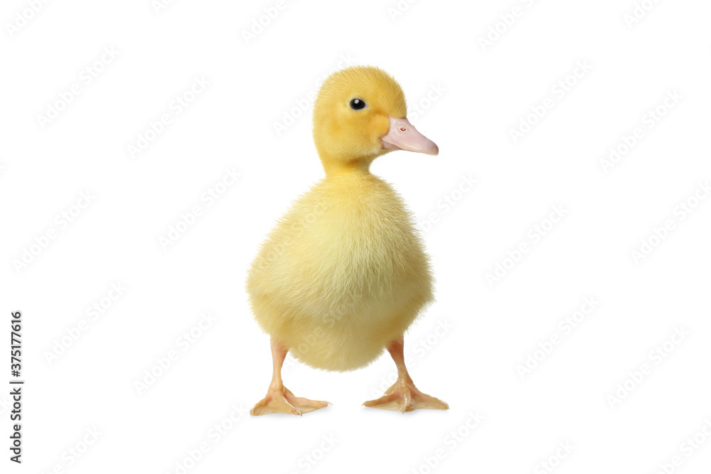 Cute fluffy gosling on white background. Farm animal Cute fluffy gosling on white background. Farm animal