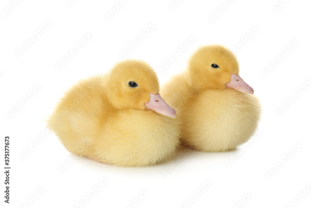 Cute fluffy goslings on white background. Farm animals Cute fluffy goslings on white background. Farm animals