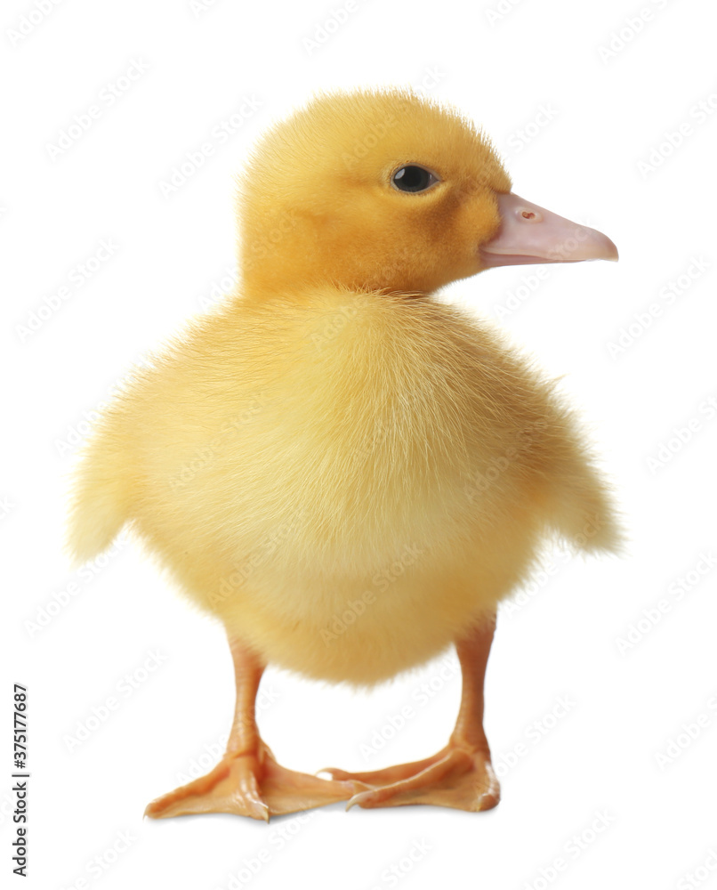 Cute fluffy gosling on white background. Farm animal Cute fluffy gosling on white background. Farm animal