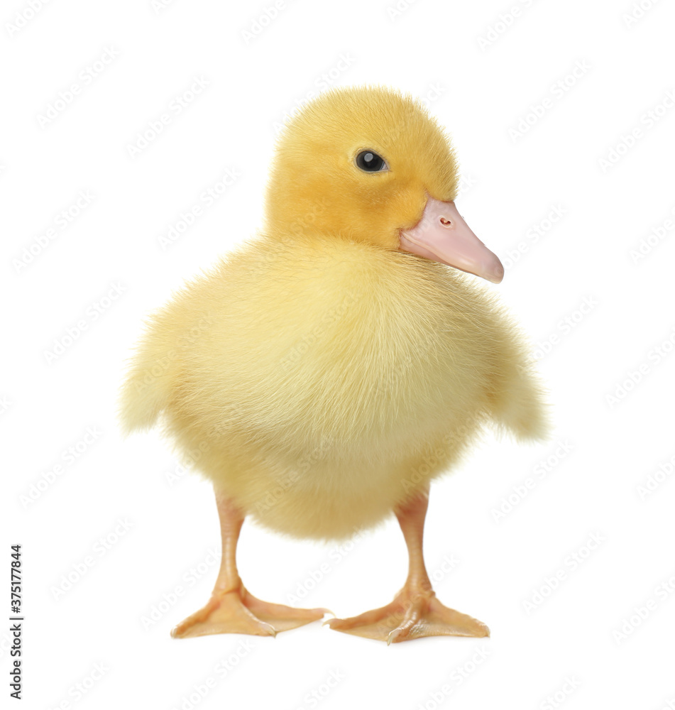 Cute fluffy gosling on white background. Farm animal Cute fluffy gosling on white background. Farm animal