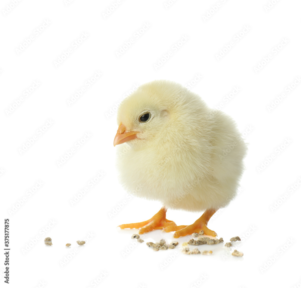 Cute fluffy baby chicken with millet groats on white background. Farm animal Cute fluffy baby chicken with millet groats on white background. Farm animal