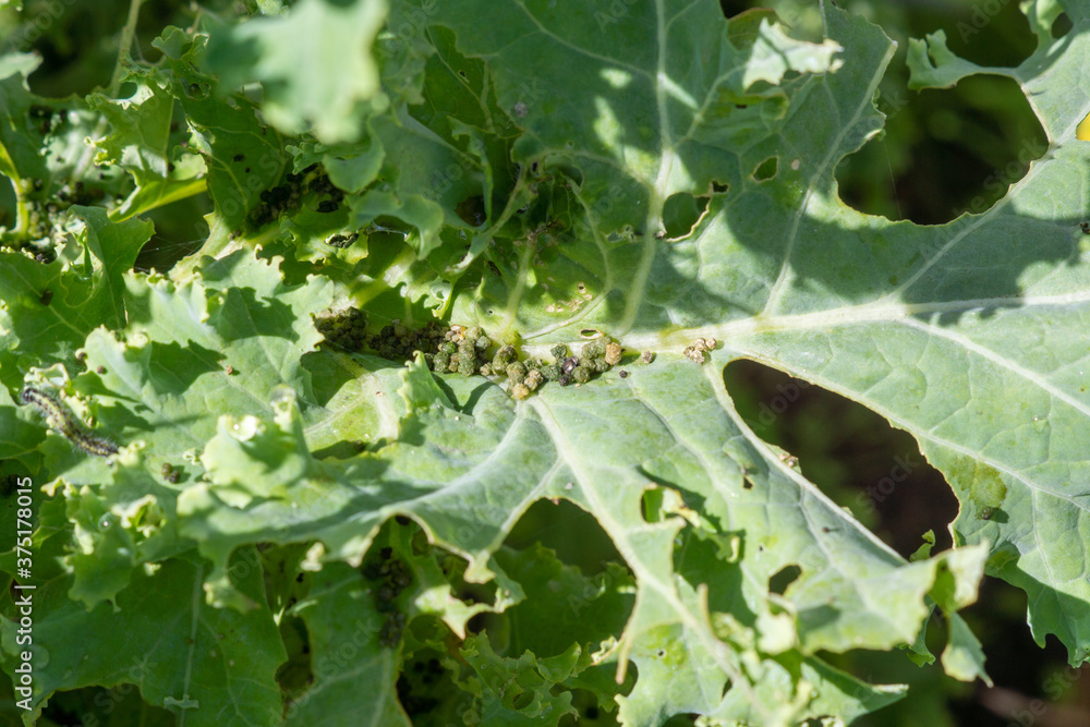 Cabbage butterfly caterpillar excrement on cabbage leaves. Garden pests Cabbage butterfly caterpillar excrement on cabbage leaves. Garden pests