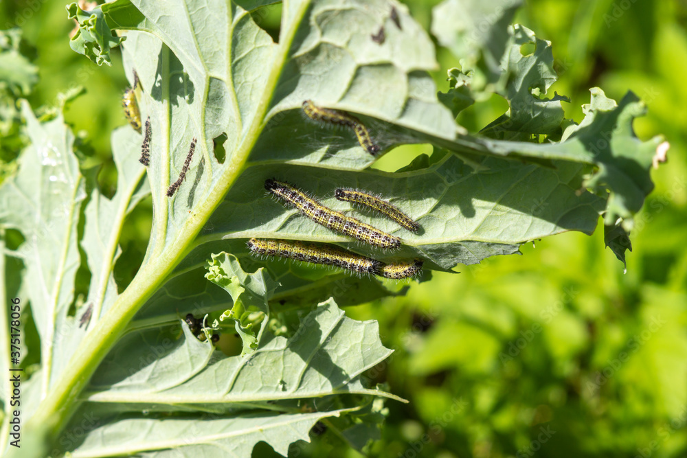 Cabbage butterfly caterpillars eat cabbage leaves. Garden pests Stock