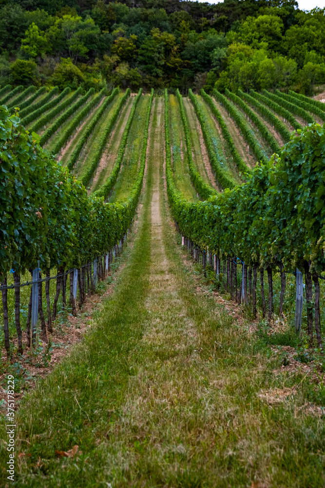 green vineyards rows 