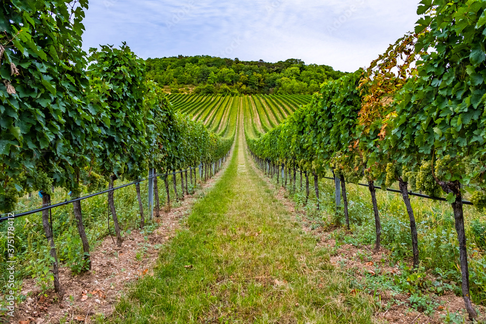 beautiful green vineyard rows 