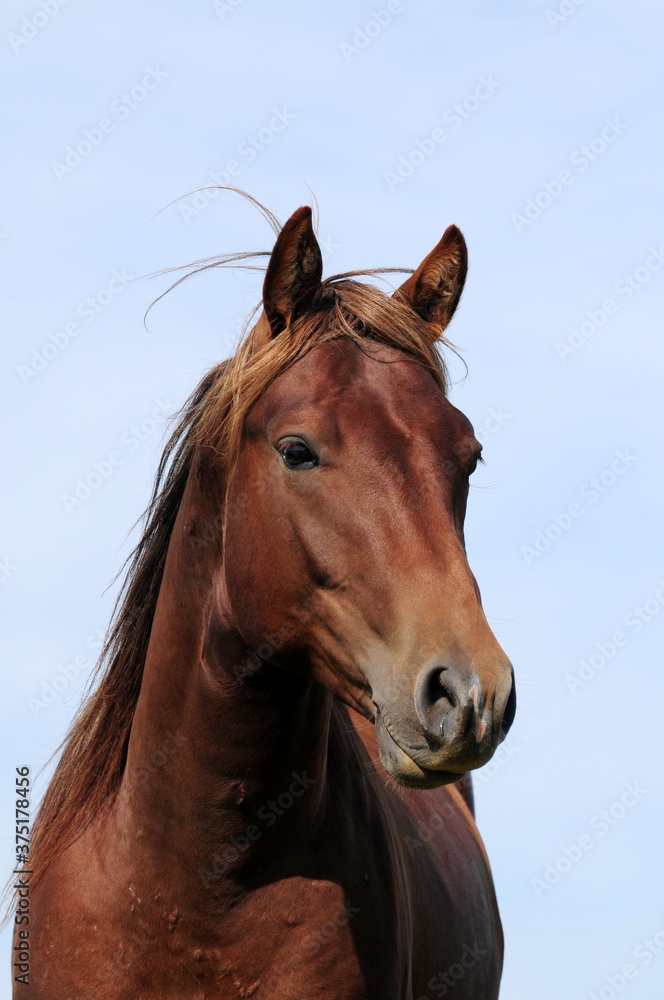 Fototapeta premium Zweijähriger American Quarter Horse Hengst