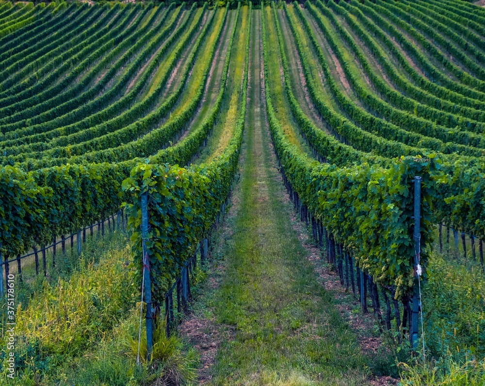 green vineyards rows green vineyards rows