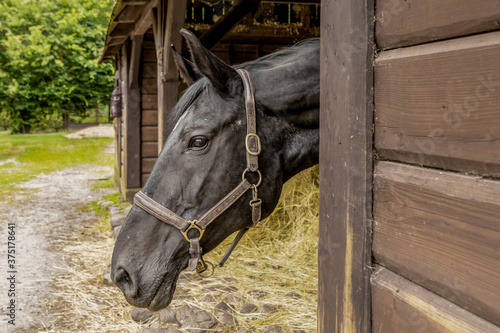Głowa konia wystająca ze stajni - uzda końska, uprząż, ogłowie © PeterG
