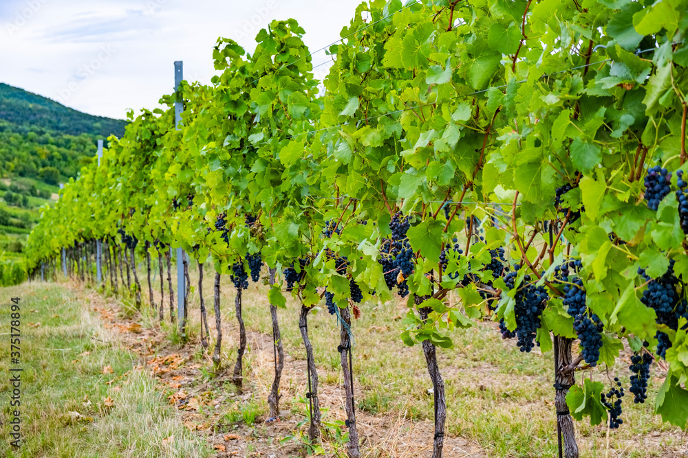 grapes in green vineyard 