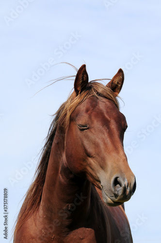 Fototapeta Naklejka Na Ścianę i Meble -  Zweijähriger American Quarter Horse Hengst