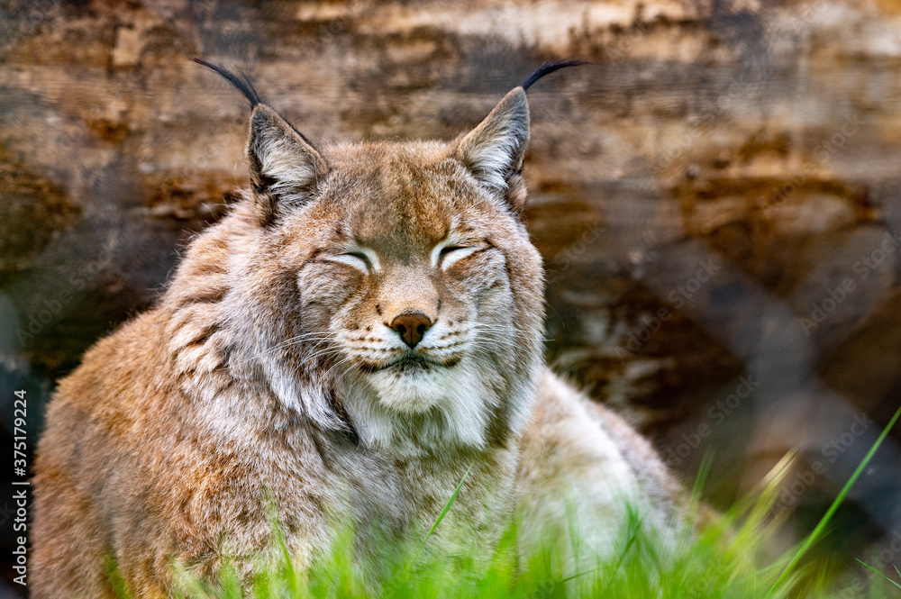 Luchs