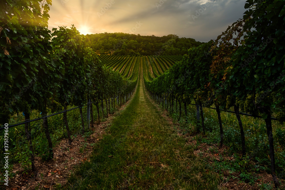 Naklejka premium sunset over the green vineyards