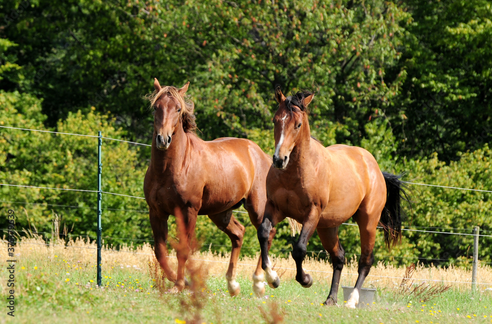Zweijährige American Quarter Horse Hengste Zweijährige American Quarter Horse Hengste
