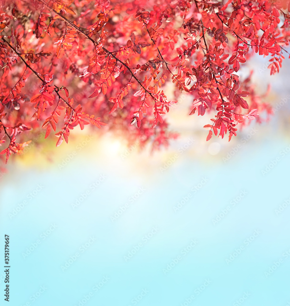 autumn nature background with red leaves. Beautiful autumn landscape. fall season concept. copy space autumn nature background with red leaves. Beautiful autumn landscape. fall season concept. copy space