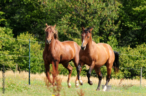 Zweijährige American Quarter Horse Hengste