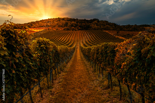 beautiful green vineyard rows at sunset 