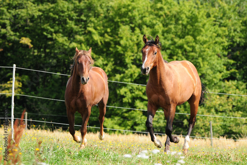 Zweijährige American Quarter Horse Hengste © lichtreflexe