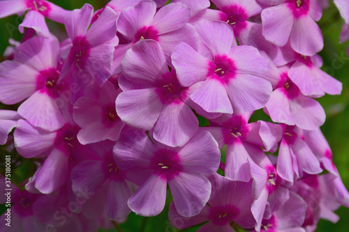 Blooming pink Phlox in the garden close-up. Large inflorescences.