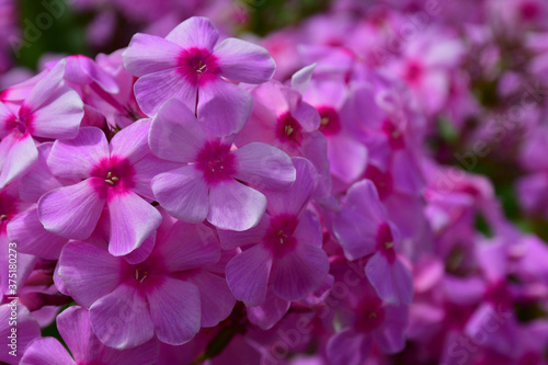 Blooming pink Phlox in the garden close-up. Large inflorescences. © Olga