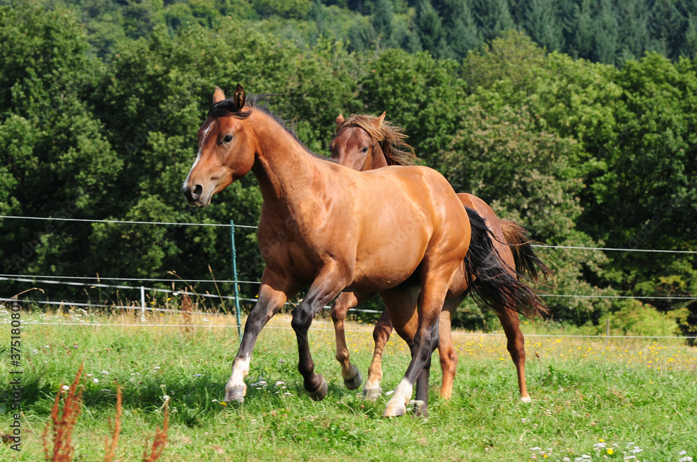 Obraz premium Zweijährige American Quarter Horse Hengste