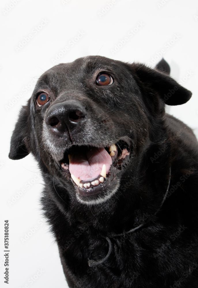 Black Labrador dog

