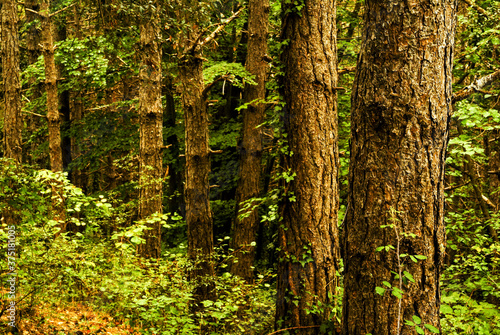 Bosque de Xenac. Olot. Garrotxa.Catalunya. Espa  a.