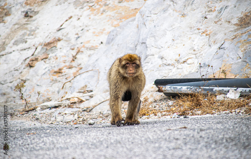Photo of a female macaque in Gibraltar cuddling her baby. Wild and free monkey in the rock