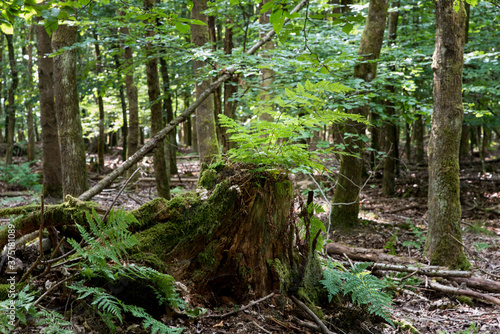 new fern growing on dead tree