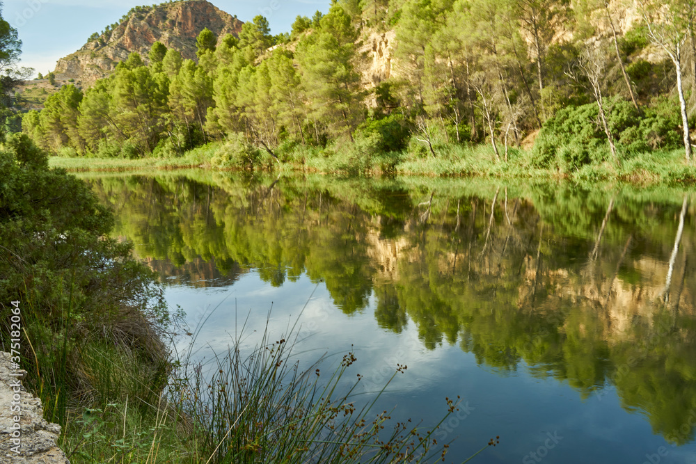 Obraz premium reflection of vegetation on the river