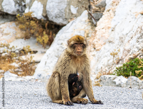 Photo of a female macaque in Gibraltar cuddling her baby. Wild and free monkey in the rock