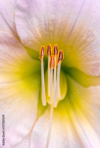 Daylily chorale