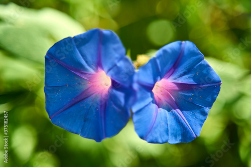 the ground blue or blue rock bindweed is a species of flowering plant in the family Convolvulaceae photo