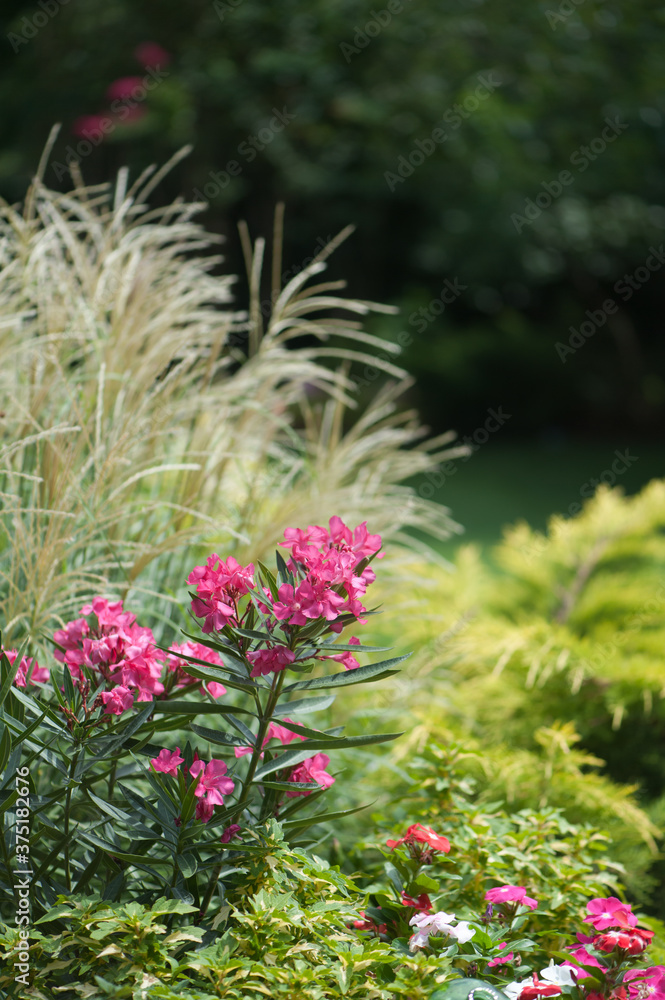 Hot PInk Oleander, Ornamental Grass & Gold Juniper Hot PInk Oleander, Ornamental Grass & Gold Juniper
