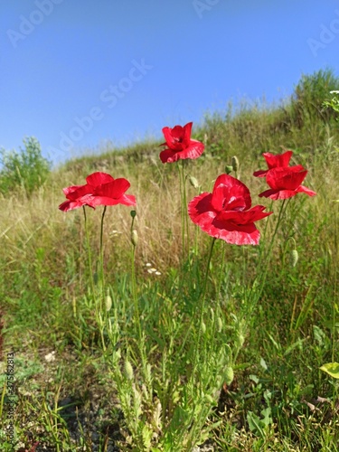 Beautiful flowers of red poppies bloom in the field