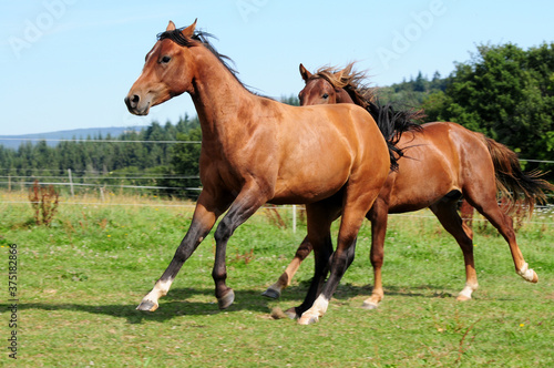 Zweijährige American Quarter Horse Hengste