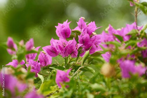 mauve flowers from a bougainvillea
