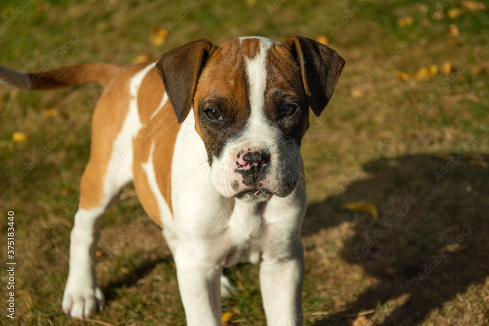 Little doggy boxer on the grass, sunny day