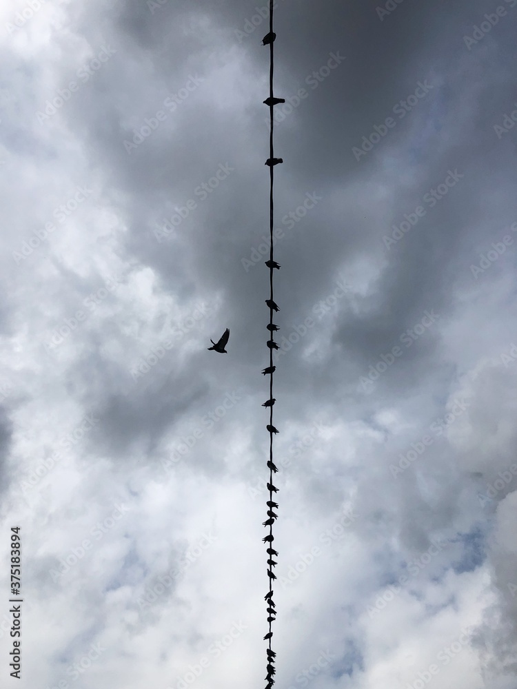 A lot of pigeons are sitting on the wire A lot of pigeons are sitting on the wire