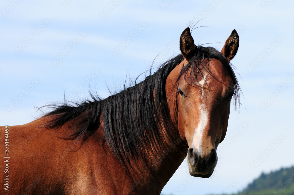 Obraz premium Zweijähriger American Quarter Horse Hengst
