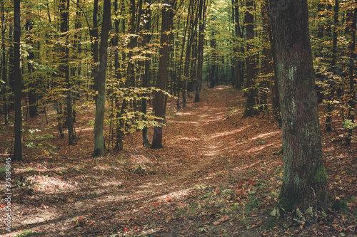 Path covered with leaves in the autumn forest