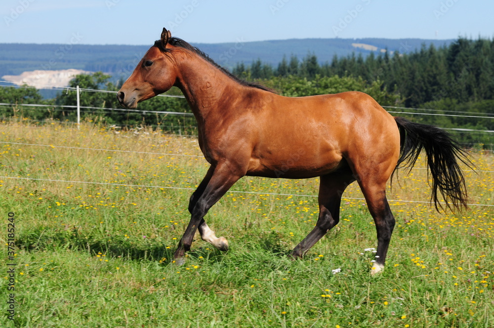 Zweijähriger American Quarter Horse Hengst Zweijähriger American Quarter Horse Hengst
