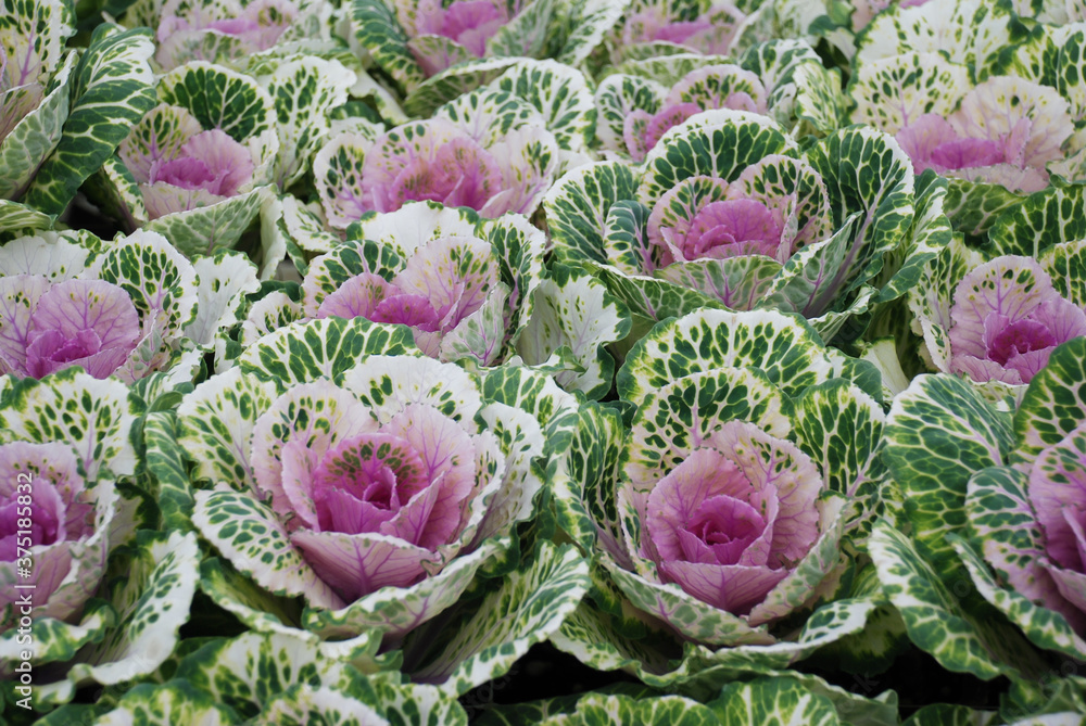 Obraz premium Ornamental cabbage in botanical garden, flowers and plants, environment