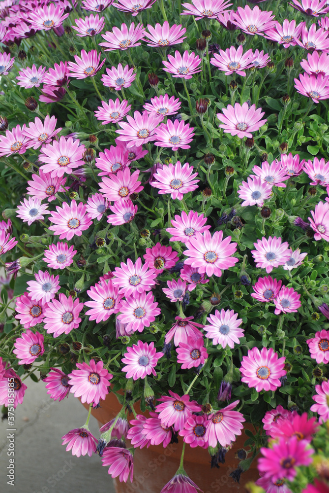 Light purple osteospermum or dimorphotheca flowers, purple flowers Light purple osteospermum or dimorphotheca flowers, purple flowers