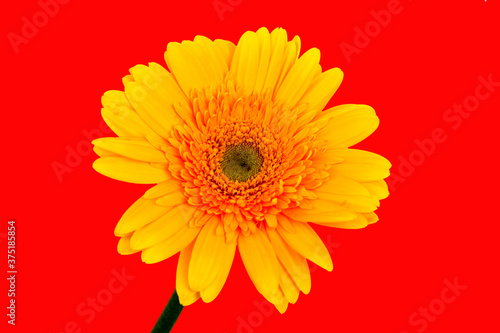 Yellow Gerbera Flower