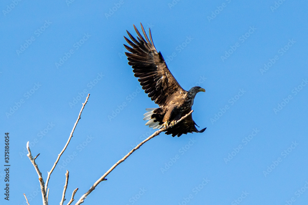 Fototapeta premium big eagle bird taking off