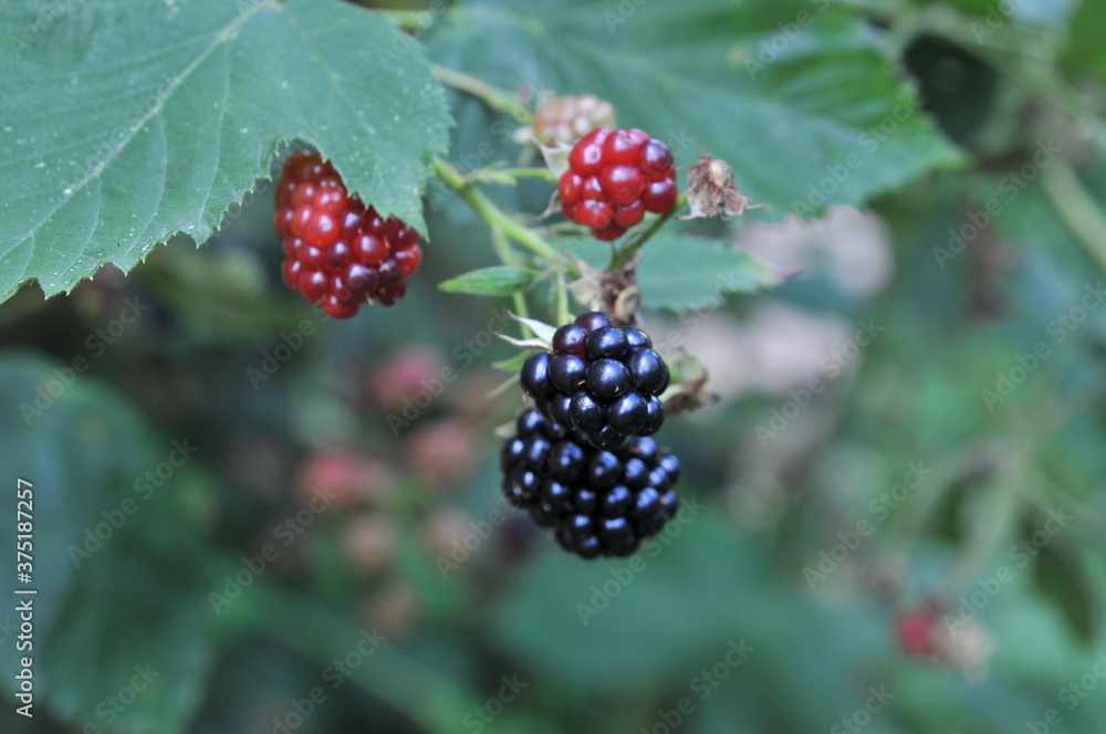 Ripe and unripe blackberries on a bush with selective focus Ripe and unripe blackberries on a bush with selective focus