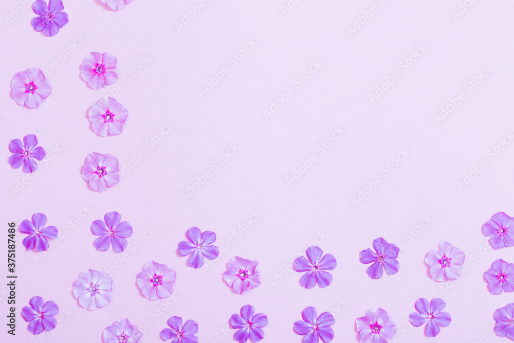 phlox flowers on violet paper background