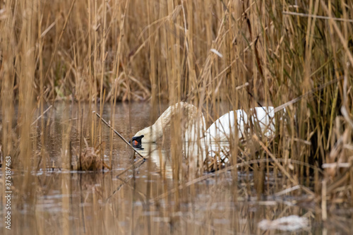 Łabędź niemy Cygnus olor na wodzie
 photo