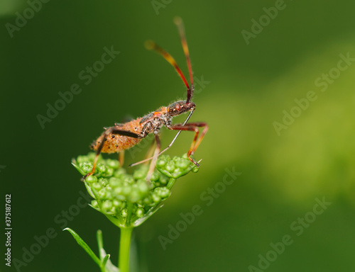 A predatory assassin bug sitting on parsley flower photo